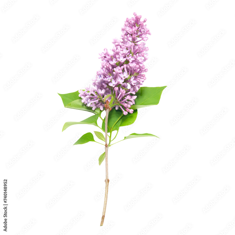 Purple lilac flowers branch in PNG isolated on transparent background Purple lilac flowers branch in PNG isolated on transparent background