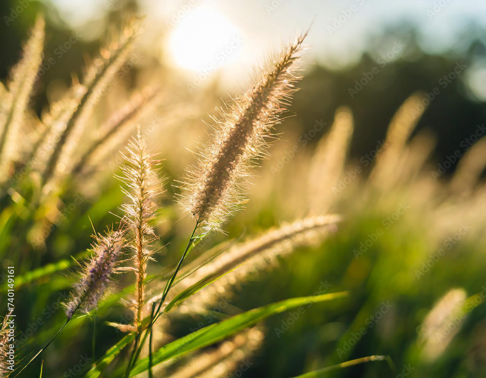 Grass flowers in the evening light, soft focus and blur. Grass flowers in the evening light, soft focus and blur.