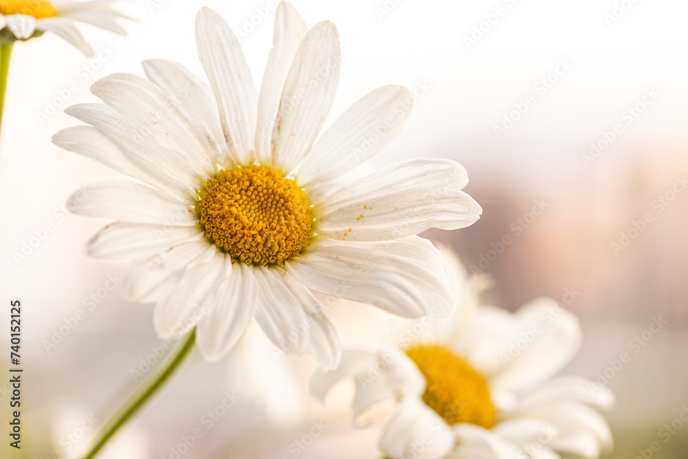 Fototapeta premium White Daisy flowers, Chamomile flower on blurred natural background. Copy space for visual product display, mock up