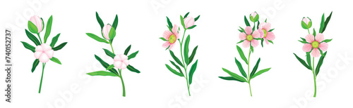 Manuka or Tea Tree as Flowering Plant with Pink Flowers Vector Set
