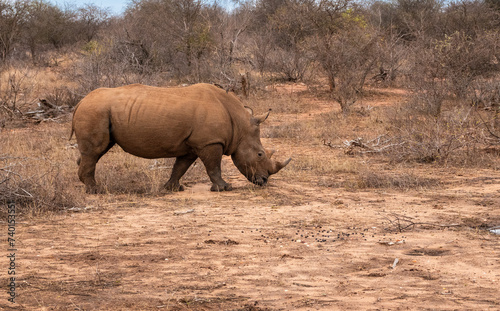 Southern White Rhino or Rhinoceros, South Africa