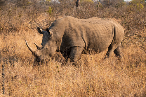 Southern White Rhino or Rhinoceros, South Africa