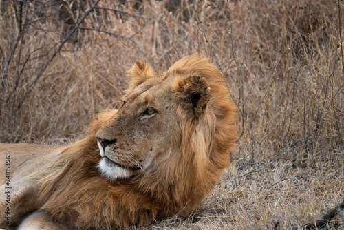 Male Lion in South Africa