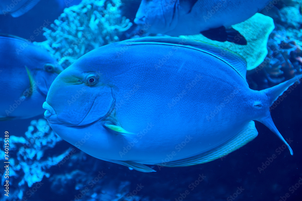 Fototapeta premium Yellowfin surgeonfish (Acanthurus xanthopterus) swimming underwater