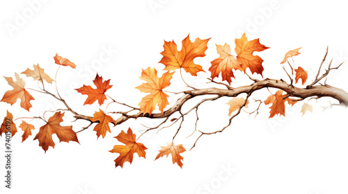 Maple Branch with Leaf's on white or transparent background