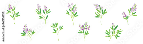 Blooming Alfalfa Plant with Purple Floret and Green Stem Vector Set