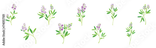 Blooming Alfalfa Plant with Purple Floret and Green Stem Vector Set