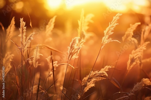 Beautiful sunset over a field of tall grass. Perfect for nature and landscape concepts