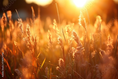 Beautiful sunset over a field of tall grass. Ideal for nature and landscape concepts