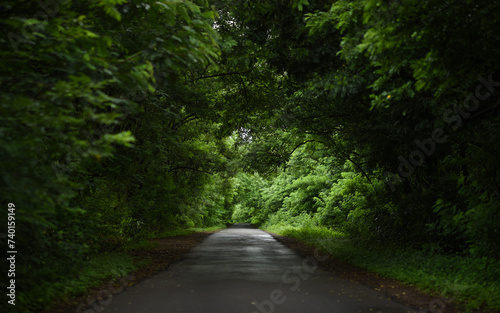 Tableau sur toile A Road between Lush Green Trees in Monsoon looks like a Way to heaven