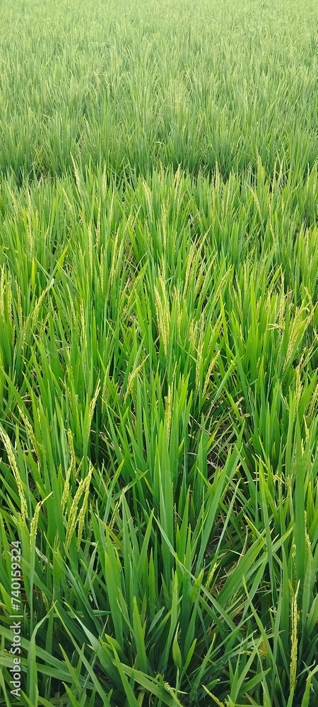green rice field green rice field