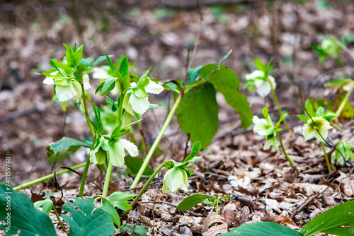 oriental hellebore