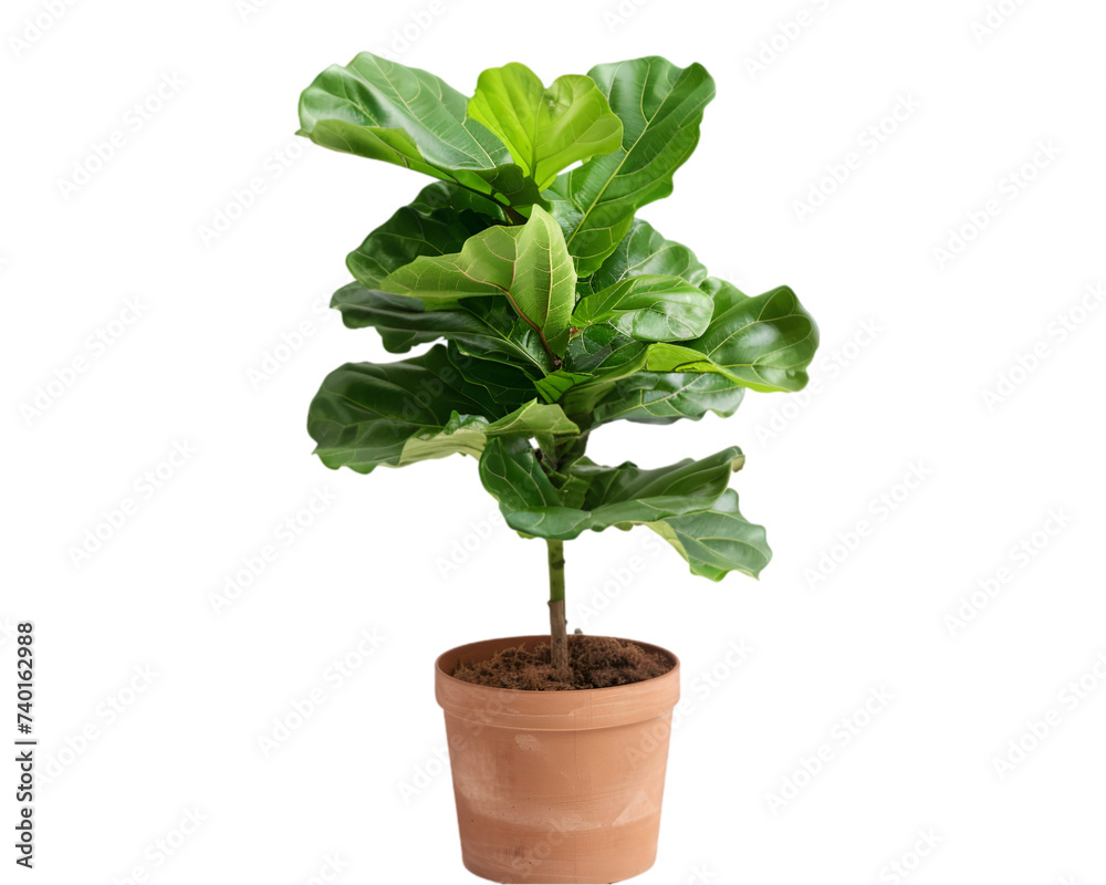 plant in a pot on transparent background plant in a pot on transparent background