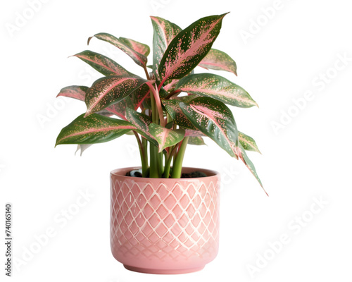 Aglaonema plant in pink pot on transparent background