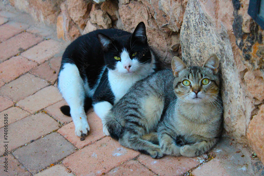 Obraz premium Maman et petit chat