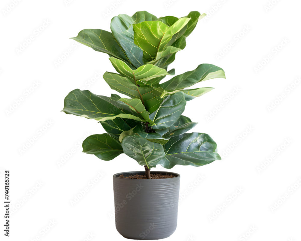 fiddle leaf fig plant on transparent background fiddle leaf fig plant on transparent background
