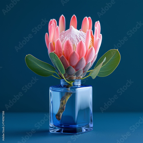 Royal protea flower in a transparent blue glass vase.