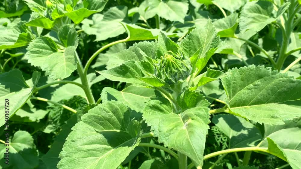 Sunflowers, source of sunflower oil, will bloom soon. Slow motion video: large leaves exposed to sun and wind, good harvest will be harvested from this field. Concept: sunflower oil production Sunflowers, source of sunflower oil, will bloom soon. Slow motion video: large leaves exposed to sun and wind, good harvest will be harvested from this field. Concept: sunflower oil production