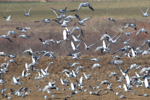 Rural mosaic. Pigeon flight. Messy formation. Flock of birds.