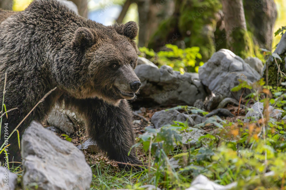 Slovenian brown bear Slovenian brown bear