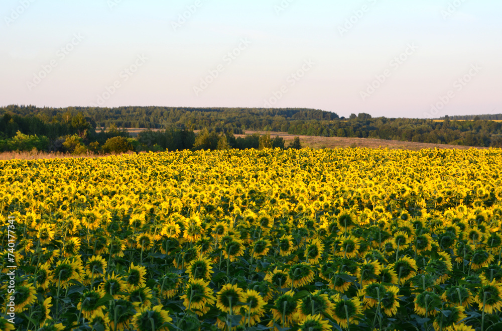 sunflower field in the sunset copy space   