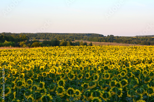 sunflower field in the sunset copy space   