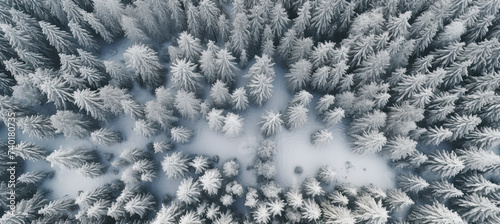 Top View Drone photo of snow covered evergreen trees after a winter blizzard