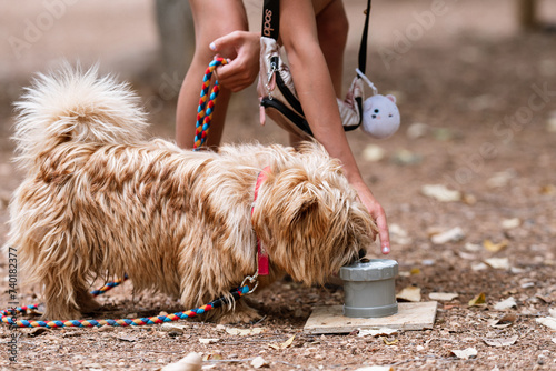 Canvas Print Professional training for dogs in nosework