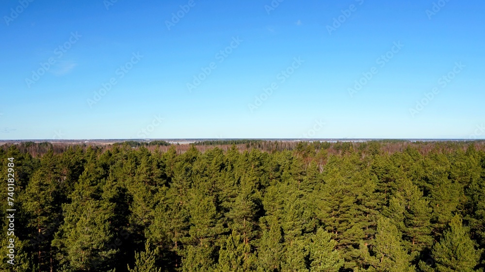 top view of pine forest on a beautiful sunny day, blue sky top view of pine forest on a beautiful sunny day, blue sky