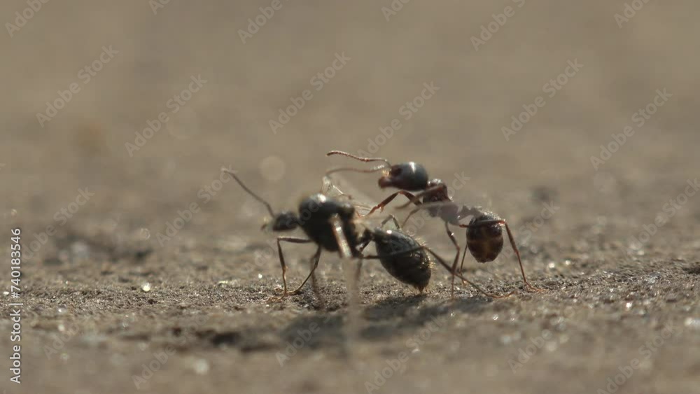 Ants have driven winged queens out of anthill and are sniffing and pushing them on sand. View macro insect in wilalife Ants have driven winged queens out of anthill and are sniffing and pushing them on sand. View macro insect in wilalife