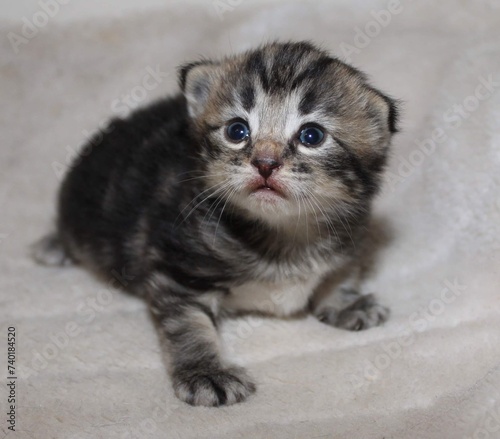 Kitten young 