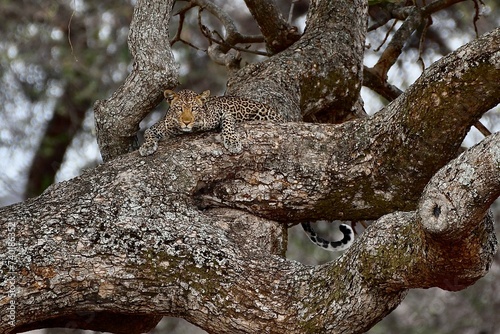 Kolossaler Baum mit Leopard in Lauerstellung © Claudia