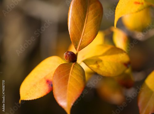 Photo background of yellow leaves