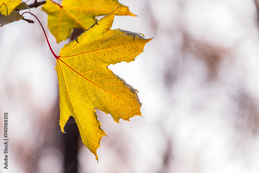 Maple branches with yellow leaves in autumn, in the light of sunset. Maple branches with yellow leaves in autumn, in the light of sunset.