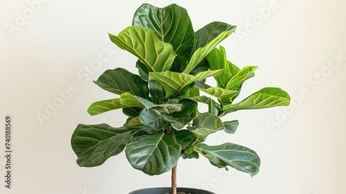 Fresh Fiddle Fig or Ficus Lyrata plant with green leaves in pot near white wall indoors. Copy space