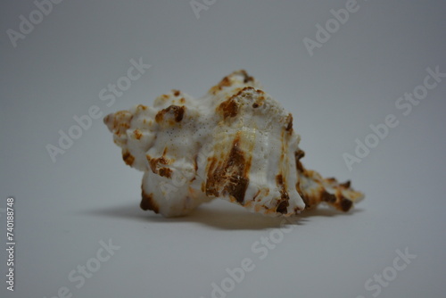 Beautiful and bright sea white, brown shell arranged on white background.