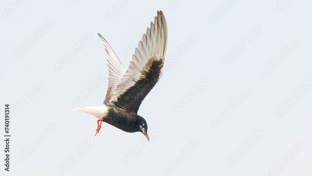 Obraz premium black headed gull