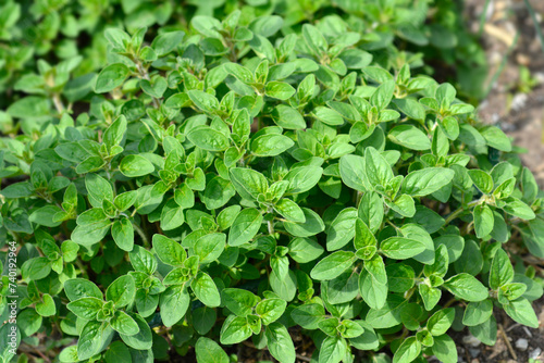 Common marjoram leaves