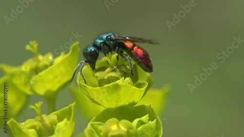 Green Euglossini sitting on wildflower, in subfamily Apinae, orchid bees or euglossine bees, corbiculate bees. View macro insect in wildlife photo
