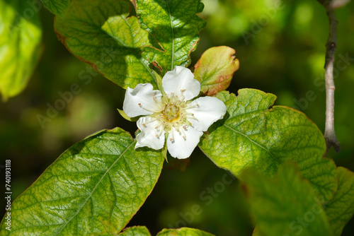 Fotografía Common medlar branch with flower