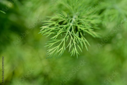 Dill leaves