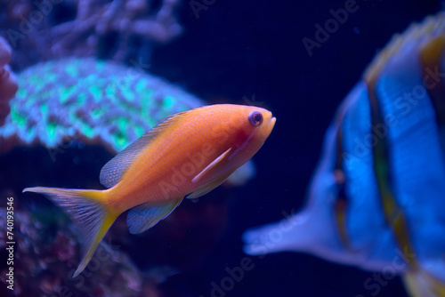 Coral fish lyretail anthias swimming underwater photo