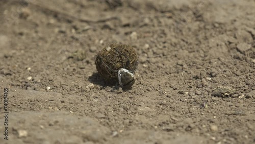 Small black beetle with white stripes on sides rolls round piece of dung along dirt road, preparing to lay offspring. Macro view insect in wildlife photo