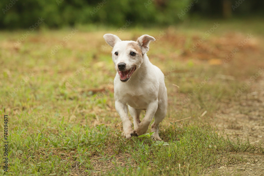 a jack russell terrier dog running in a park on a field