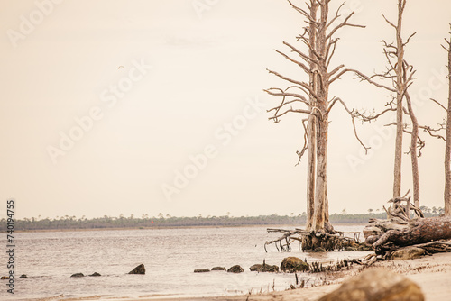 A large tree with it's roots exposed on a beach in Wakulla, Florida. photo