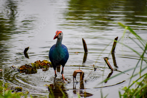 A swamphen bird in a wetland. Diyasaru Park, Sri Jayawardanapura, Sri Lanka. photo