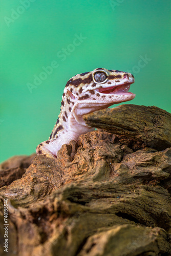The leopard gecko or common leopard gecko (Eublepharis macularius) is a ground-dwelling lizard native to the rocky dry grassland and desert regions