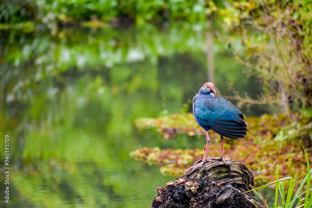 Fototapeta premium A swamphen bird in a wetland. Diyasaru Park, Sri Jayawardanapura, Sri Lanka.
