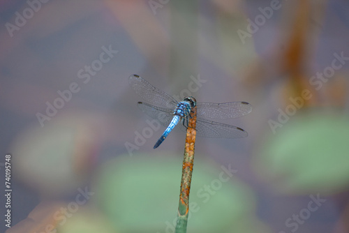 A dragonfly on a Cyperus haspan plant in a wetland, Diyasaru Park, Sri Jayawardenepura, Sri Lanka. photo