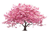 Pink sakura, Asian Japanese tree, cherry blossom isolated on white background